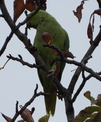 Psittacula krameri