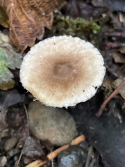 Inocybe curvipes