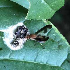Toxonevra superba