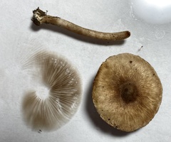 Inocybe curvipes