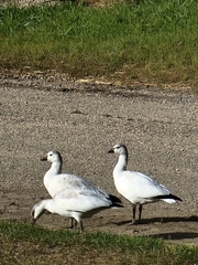 Anser rossii