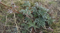 Potentilla hippiana