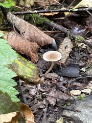 Inocybe curvipes