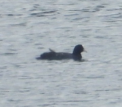 Fulica atra
