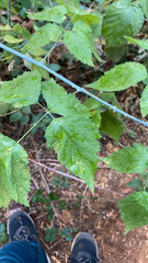 Rubus leucodermis