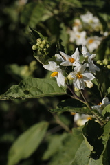 Solanum bonariense