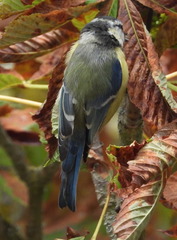 Cyanistes caeruleus