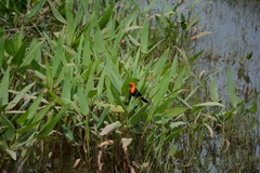 Amblyramphus holosericeus