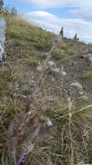 Potentilla hippiana