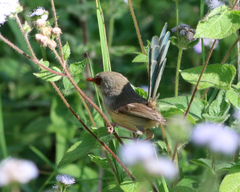 Malurus lamberti