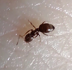 Brachymyrmex