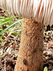 Russula grata