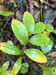 Uvularia sessilifolia