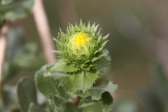 Grindelia buphthalmoides
