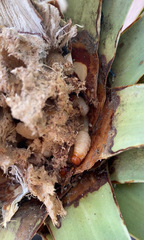Scyphophorus yuccae