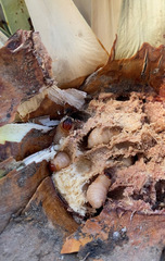 Scyphophorus yuccae