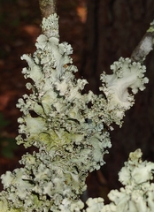 Parmotrema hypotropum