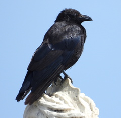 Corvus corone