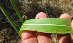 Puccinia purpurea