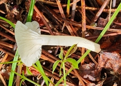 Cuphophyllus virgineus