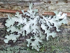 Parmotrema hypotropum