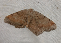 Macaria transitaria