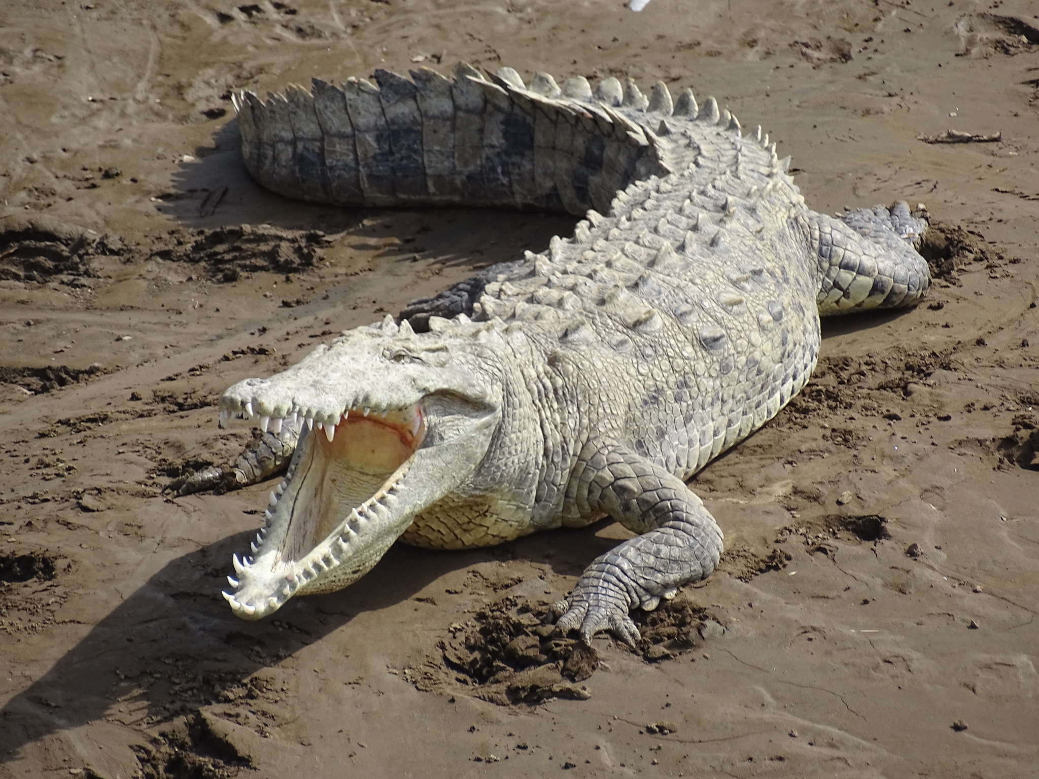 Cocodrilo de Río (Crocodylus acutus) · NaturaLista Mexico