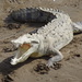 Crocodylus acutus - Photo (c) Steve Mech,  זכויות יוצרים חלקיות (CC BY-NC), הועלה על ידי Steve Mech