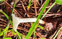 Cuphophyllus virgineus