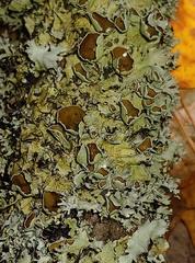 Parmotrema hypotropum