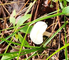 Cuphophyllus virgineus