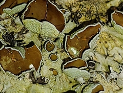 Parmotrema hypotropum