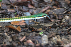 Leptophis mexicanus