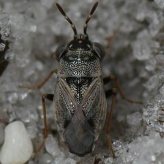 Geocoris floridanus