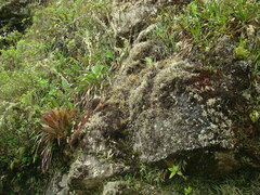 Vriesea