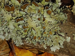 Parmotrema hypotropum