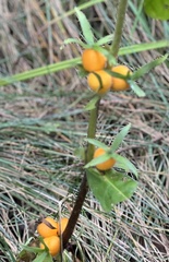 Triosteum