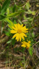 Heterotheca camporum