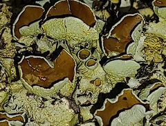 Parmotrema hypotropum