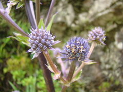 Eryngium glaziovianum