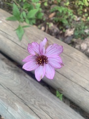 Cosmos concolor