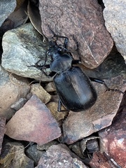 Calosoma
