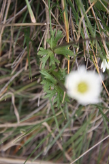 Anemone decapetala