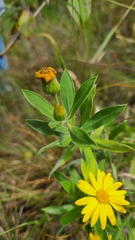 Heterotheca camporum