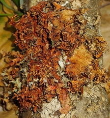 Parmotrema hypotropum
