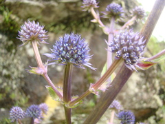 Eryngium glaziovianum
