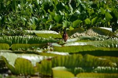 Jacana jacana