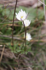 Anemone decapetala
