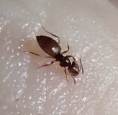 Brachymyrmex