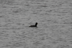Fulica rufifrons